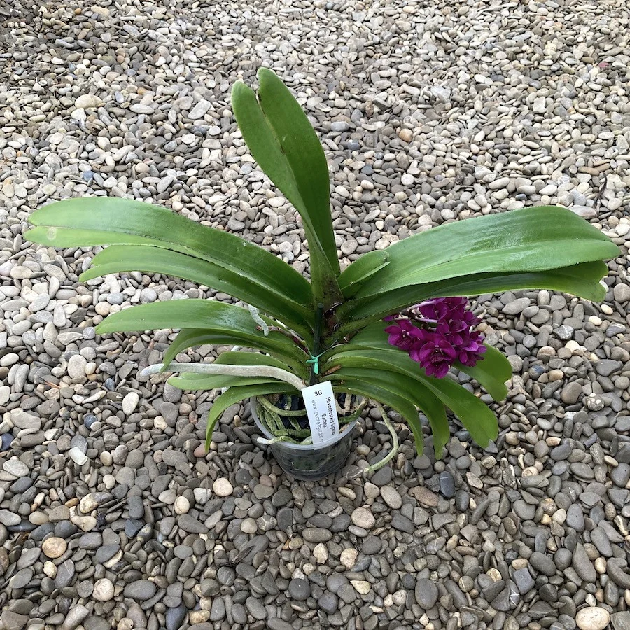 Rhynchostylis gigantea 'Rattana'