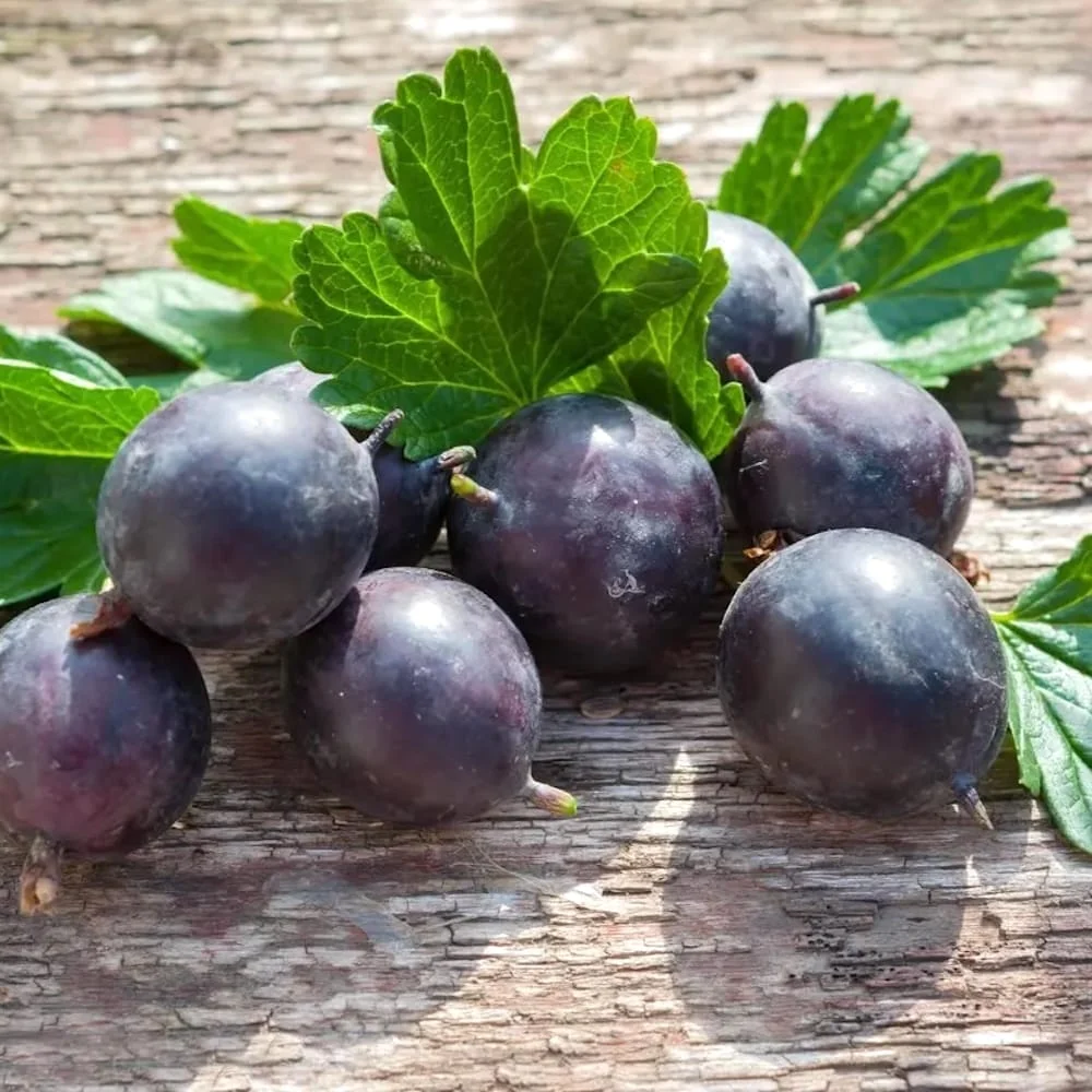 Ribes nigrum 'Josta' (Jostaberry - coacaz x agris) D16