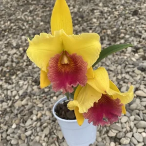 Rlc. Alma Kee "Tipmalee" AM/AOS - parfumata