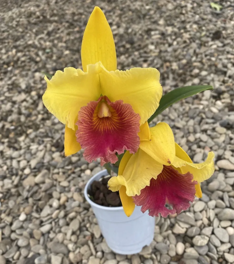 Rlc. Alma Kee "Tipmalee" AM/AOS - parfumata