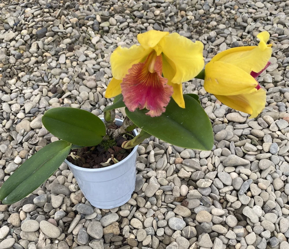 Rlc. Alma Kee "Tipmalee" AM/AOS - parfumata