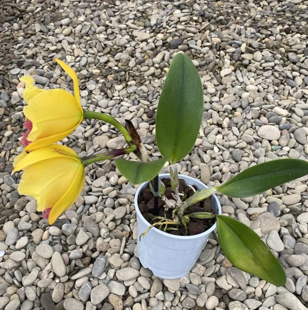 Rlc. Alma Kee "Tipmalee" AM/AOS - parfumata