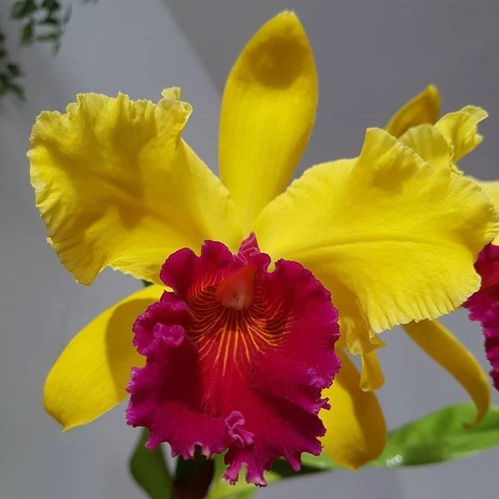 Rlc. Alma Kee "Tipmalee" AM/AOS - parfumata