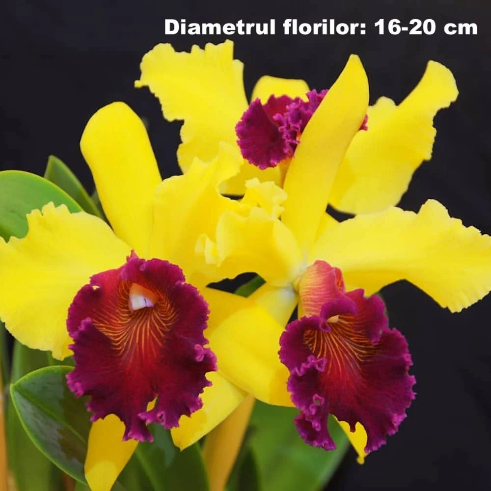 Rlc. Alma Kee "Tipmalee" AM/AOS - parfumata
