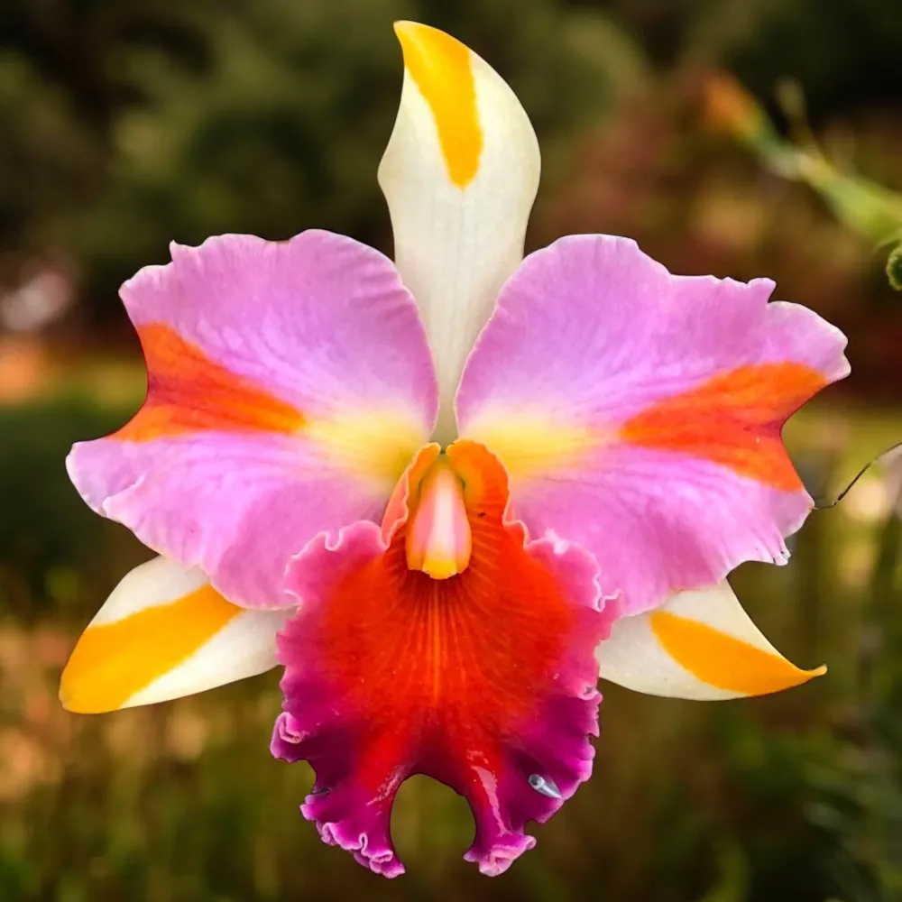 Rlc. Amazing Thailand 'Magician' - flori parfumate