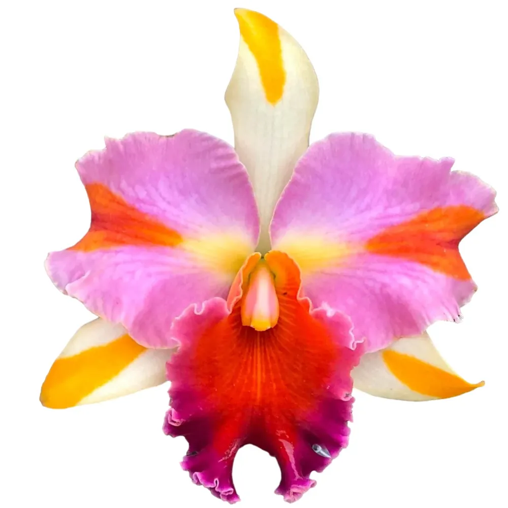 Rlc. Amazing Thailand 'Magician' - flori parfumate