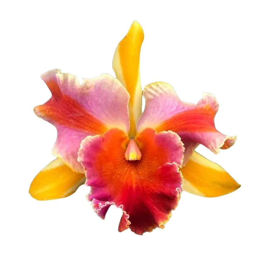 Rlc. Amazing Thailand 'Magician' - flori parfumate