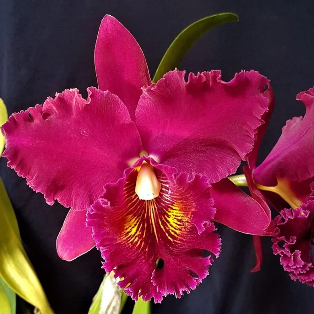 Rlc. Chia Lin 'New City' - flori uriase parfumate