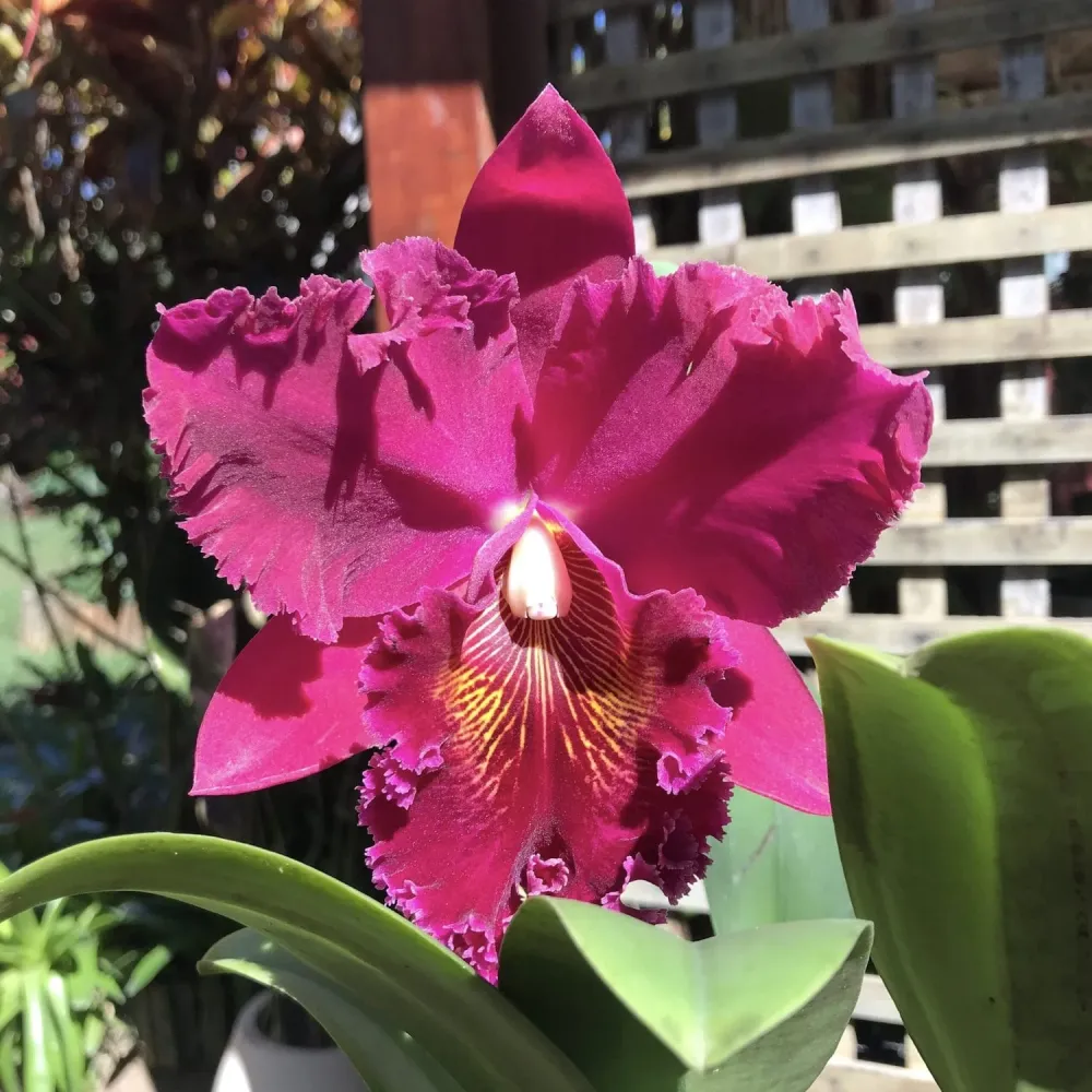 Rlc. Chia Lin 'New City' - flori uriase parfumate