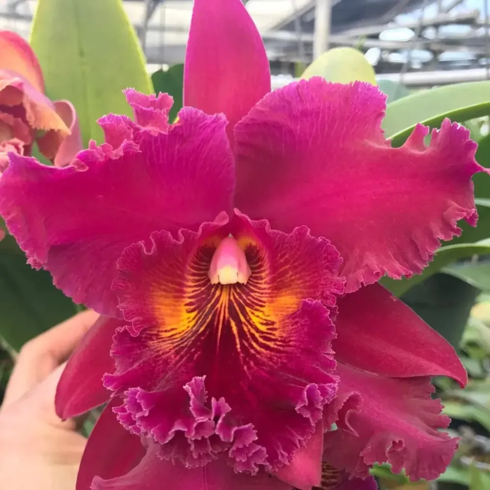 Rlc. Chia Lin 'New City' - flori uriase parfumate