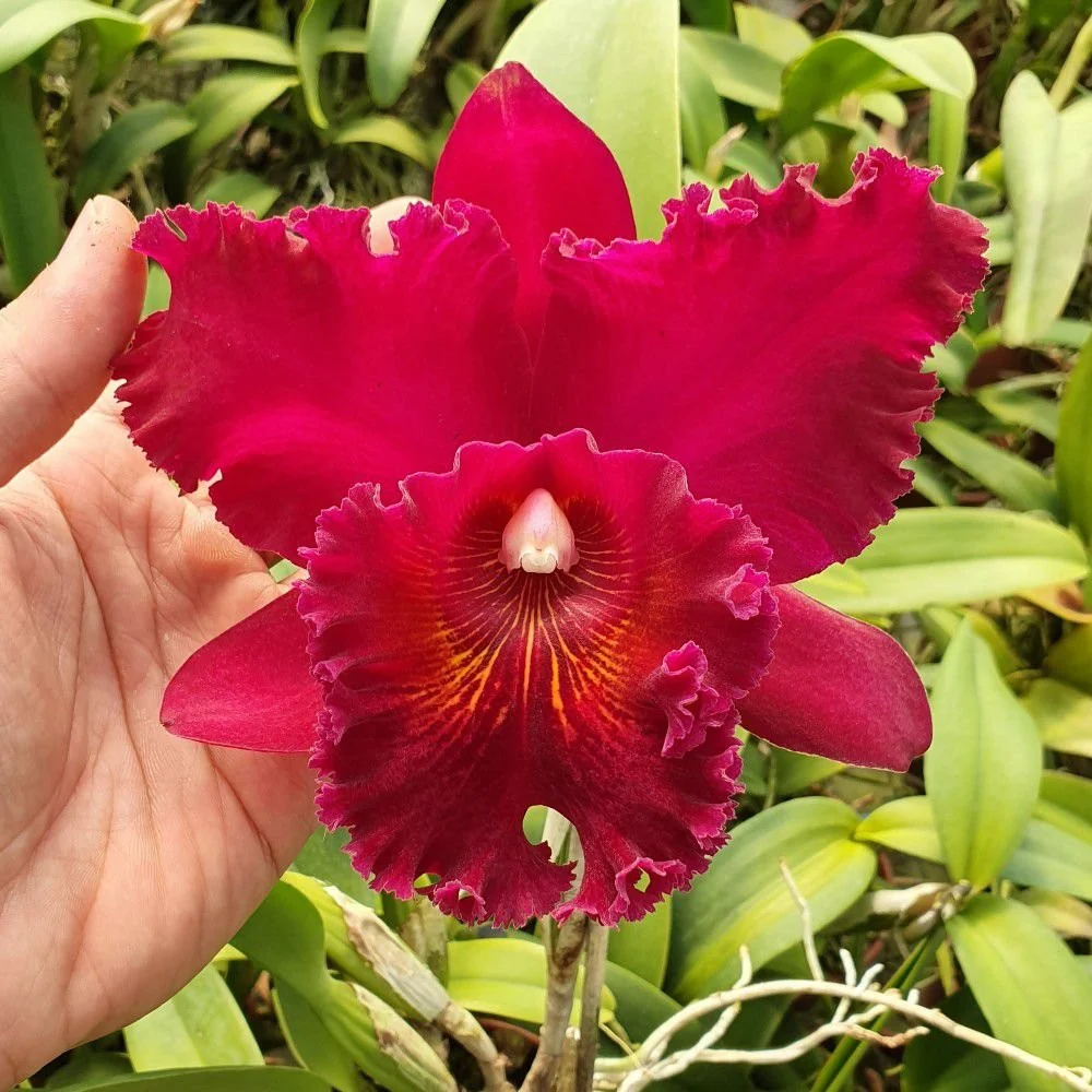 Rlc. Chia Lin 'New City' - flori uriase parfumate