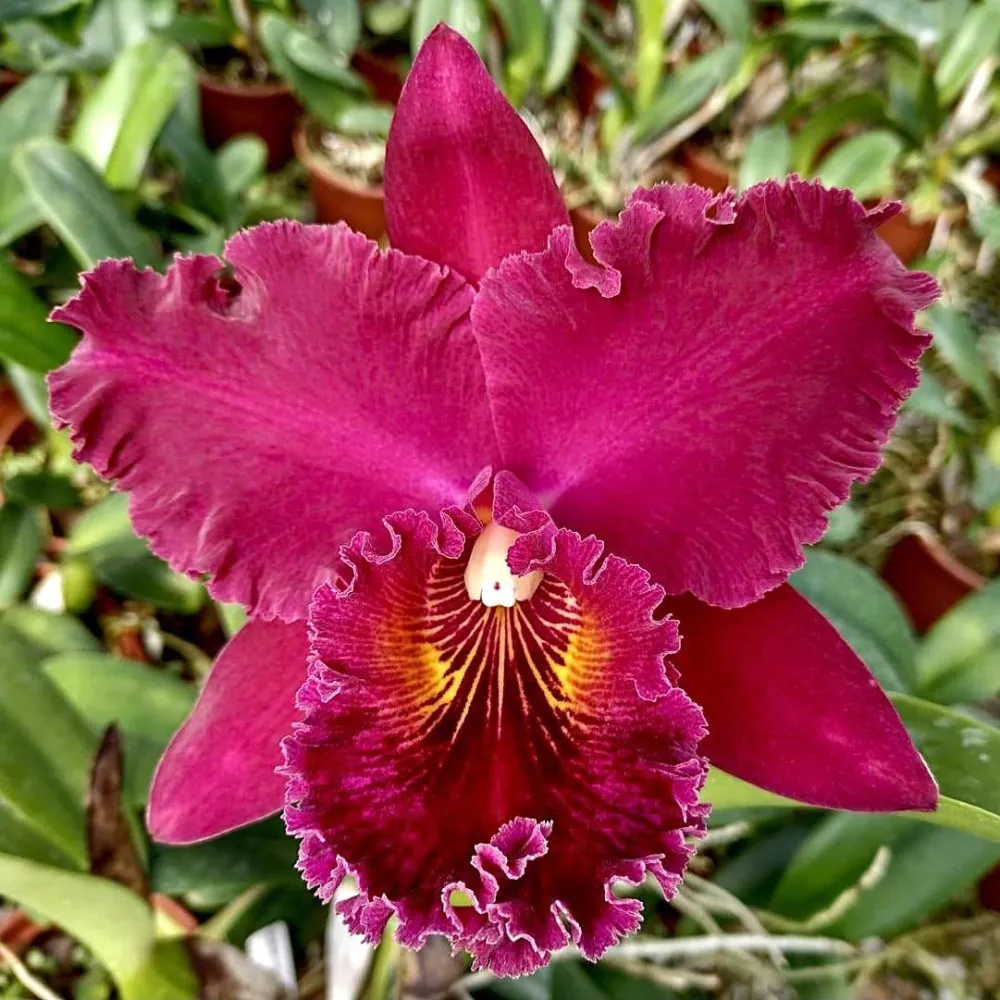 Rlc. Chia Lin 'New City' - flori uriase parfumate