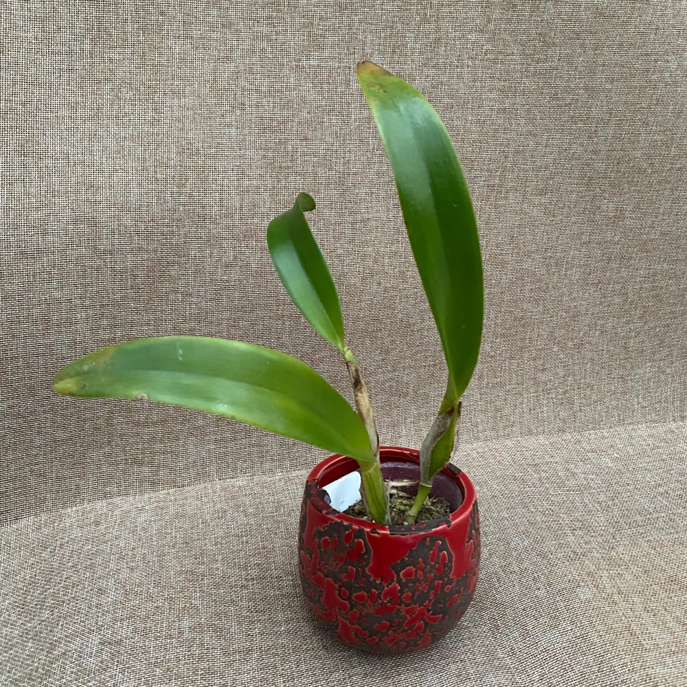 Rlc. Chialin Emperor