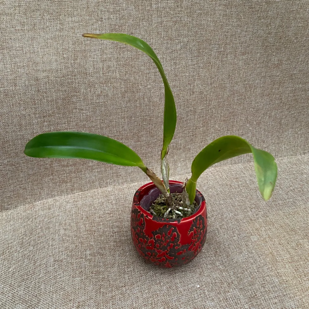 Rlc. Chialin Emperor