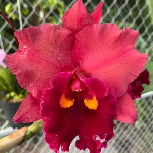 Rlc. Chief Emperor 'Red Tomatoes'