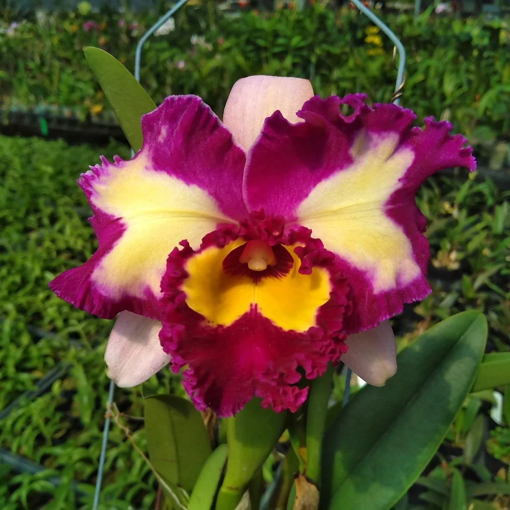 Rlc. Chinese Beauty 'Orchid Queen' AM/AOS * parfumata