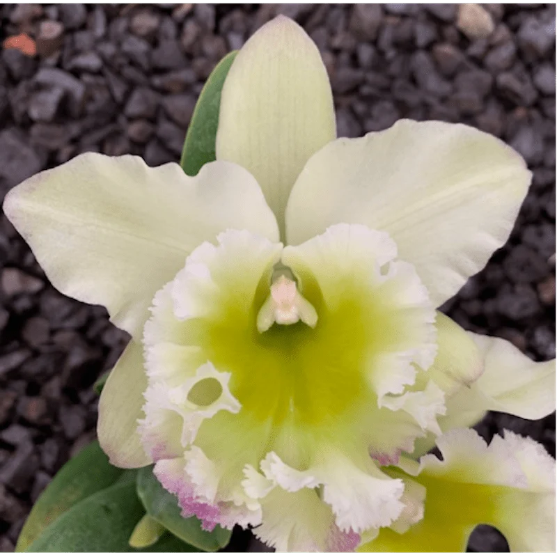 Rlc. Chunfong Apple 'Chief Jade' SM/TOGA - flori parfumate XL