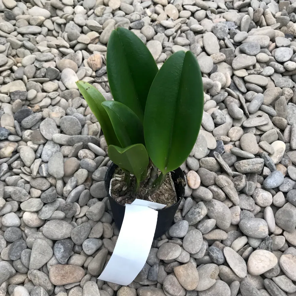 Rlc. Chunfong Apple 'Chief Jade' SM/TOGA - flori parfumate XL
