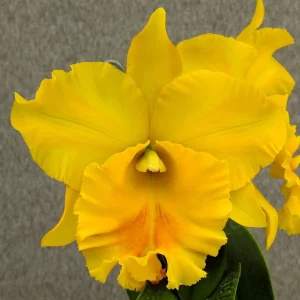 Rlc. Haadyai Delight 'Bangrom Gold'
