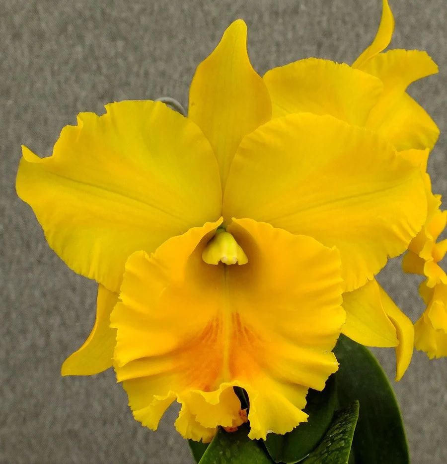 Rlc. Haadyai Delight 'Bangrom Gold'