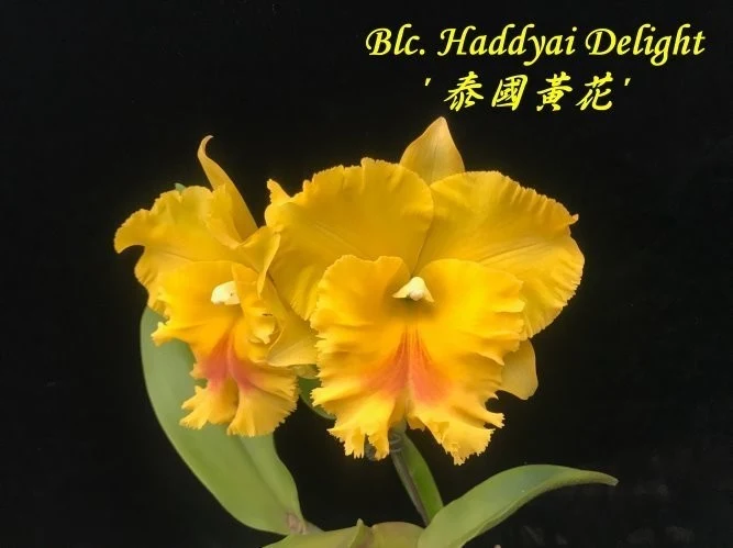 Rlc. Haadyai Delight 'Bangrom Gold'
