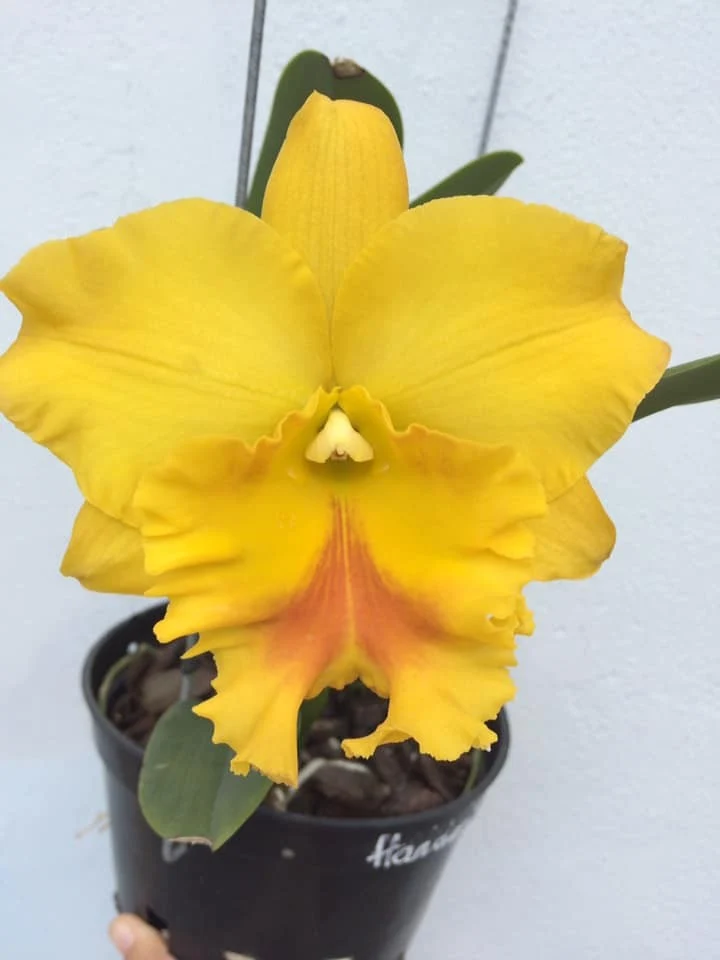 Rlc. Haadyai Delight 'Bangrom Gold'