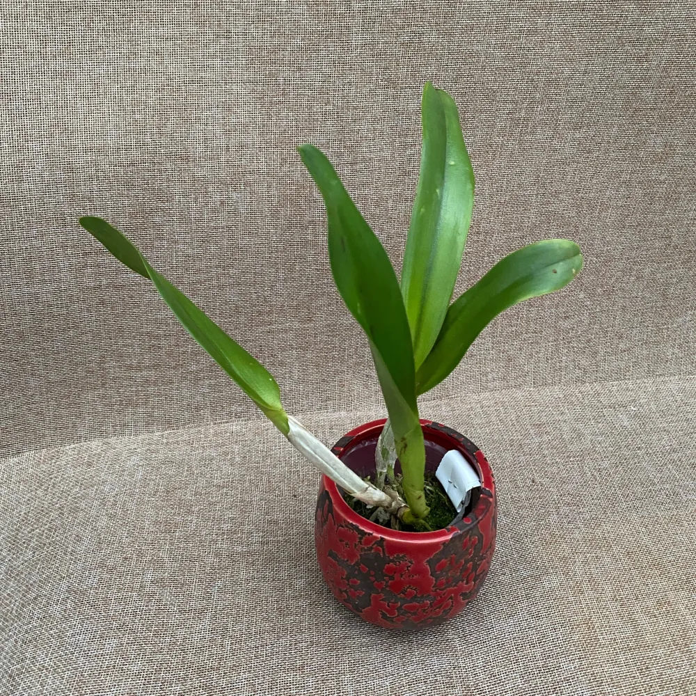 Rlc. Haw Yuan Gold