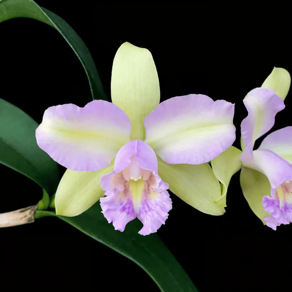 Rlc. Hawaiian Satisfaction 'Romantic'