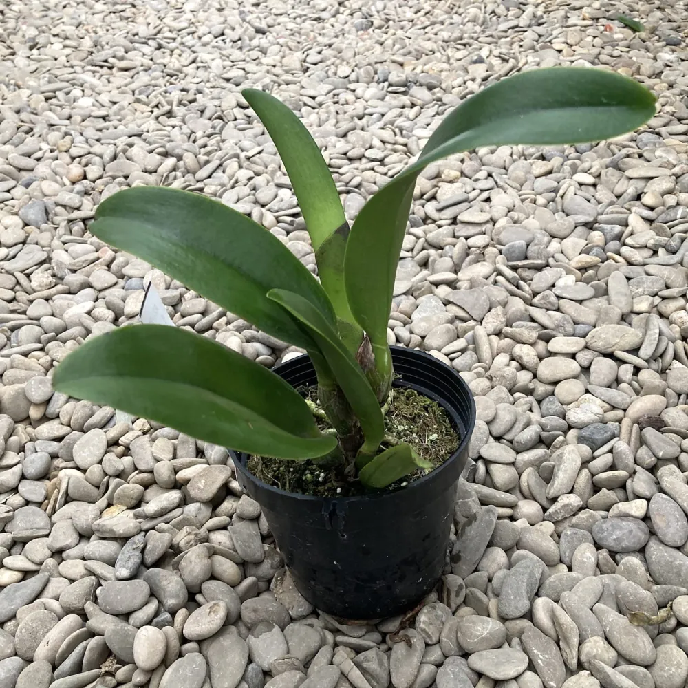 Rlc. Hey Song 'Flame dance'