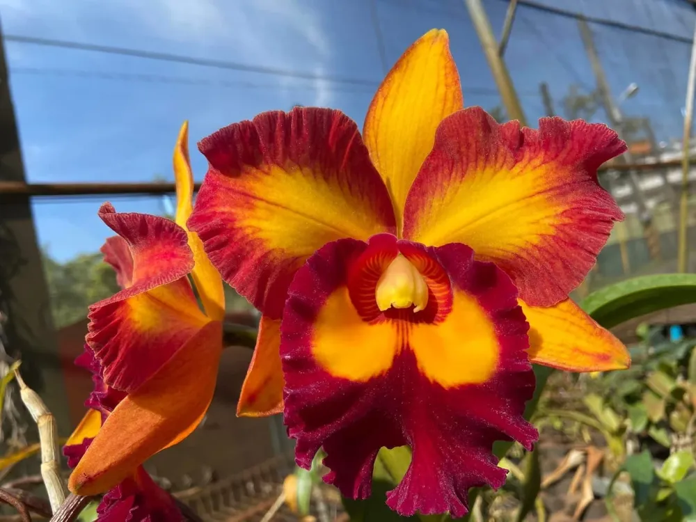Rlc. Hsinying Joy 'Chief Wilson'