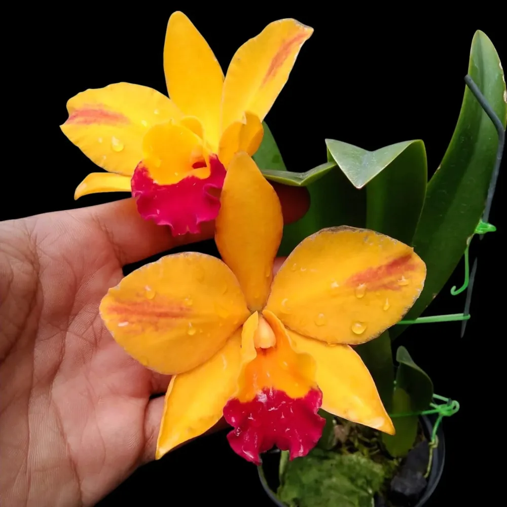 Rlc. Hsinying Sunbeam 'Juliets' - flori parfumate
