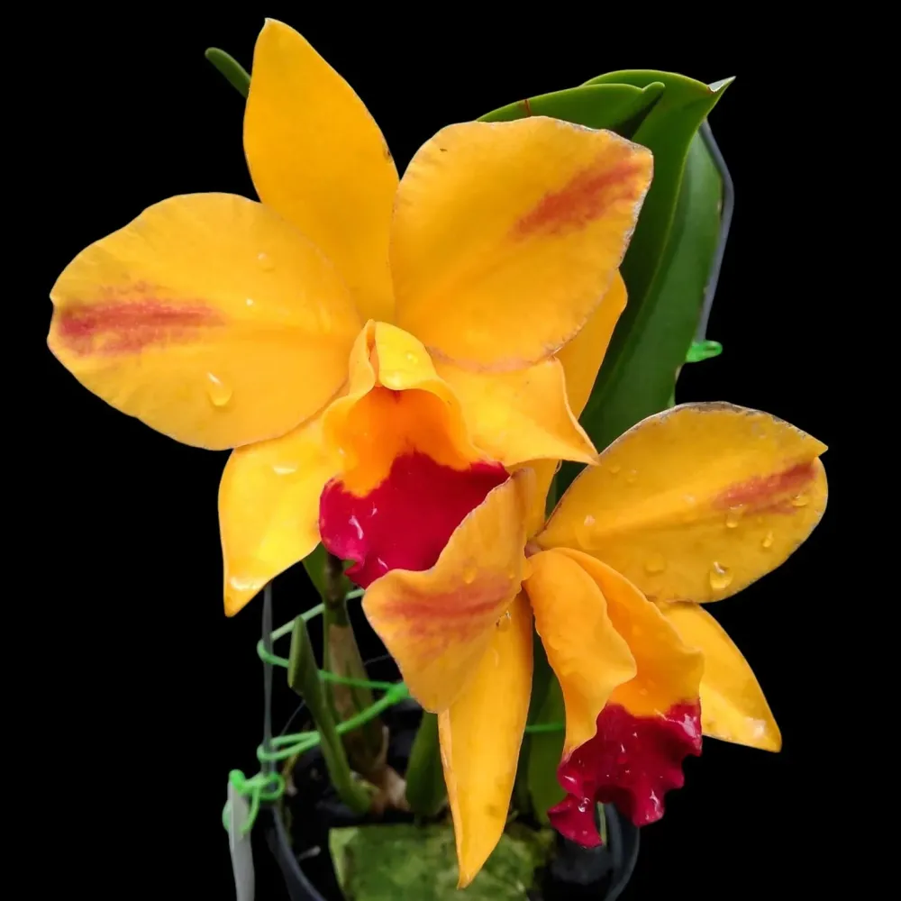 Rlc. Hsinying Sunbeam 'Juliets' - flori parfumate