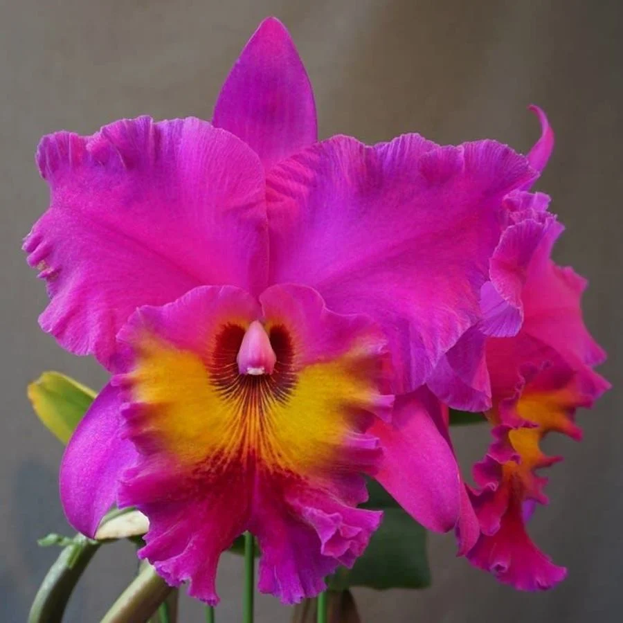 RLC. King Taiwan 'Ta-hsin 1' AM/AOS - parfumata