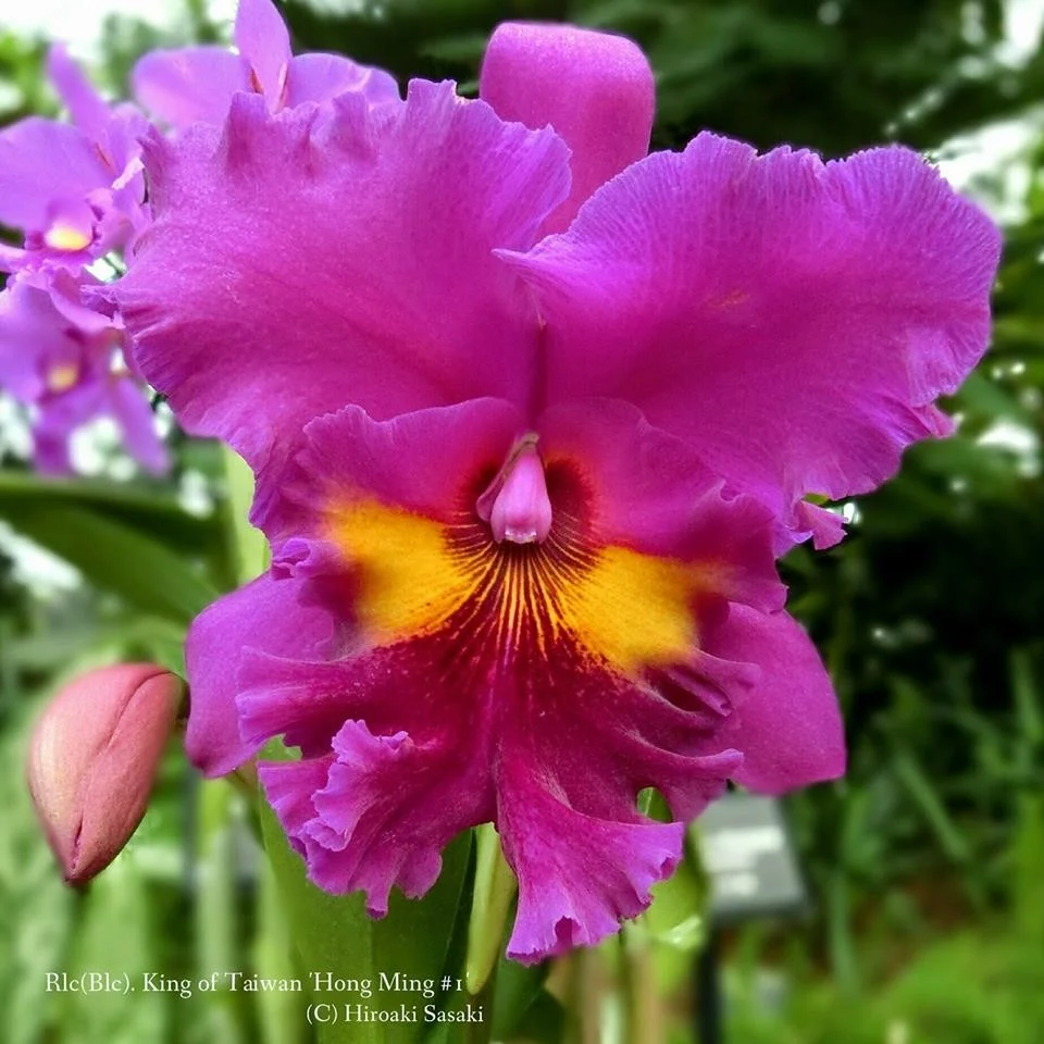 RLC. King Taiwan 'Ta-hsin 1' AM/AOS - parfumata