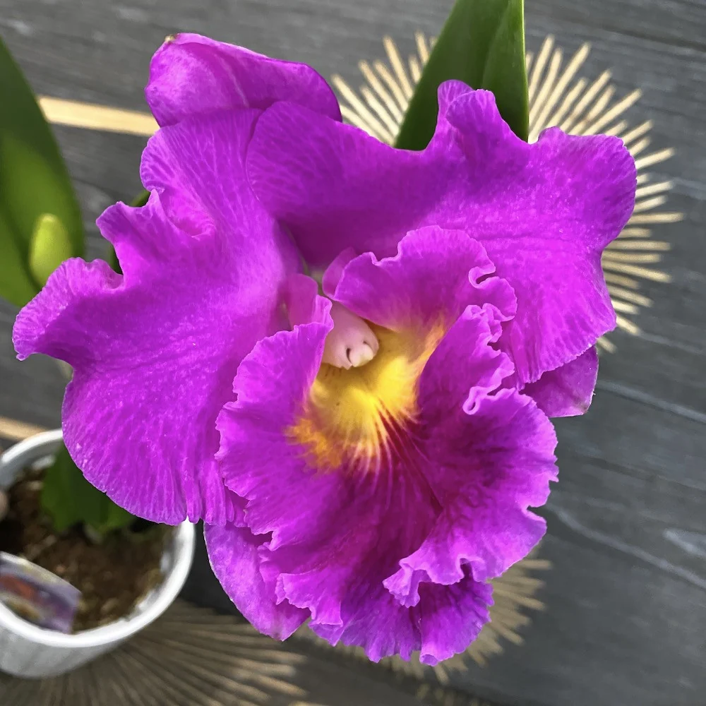 RLC. King Taiwan 'Ta-hsin 1' AM/AOS - parfumata
