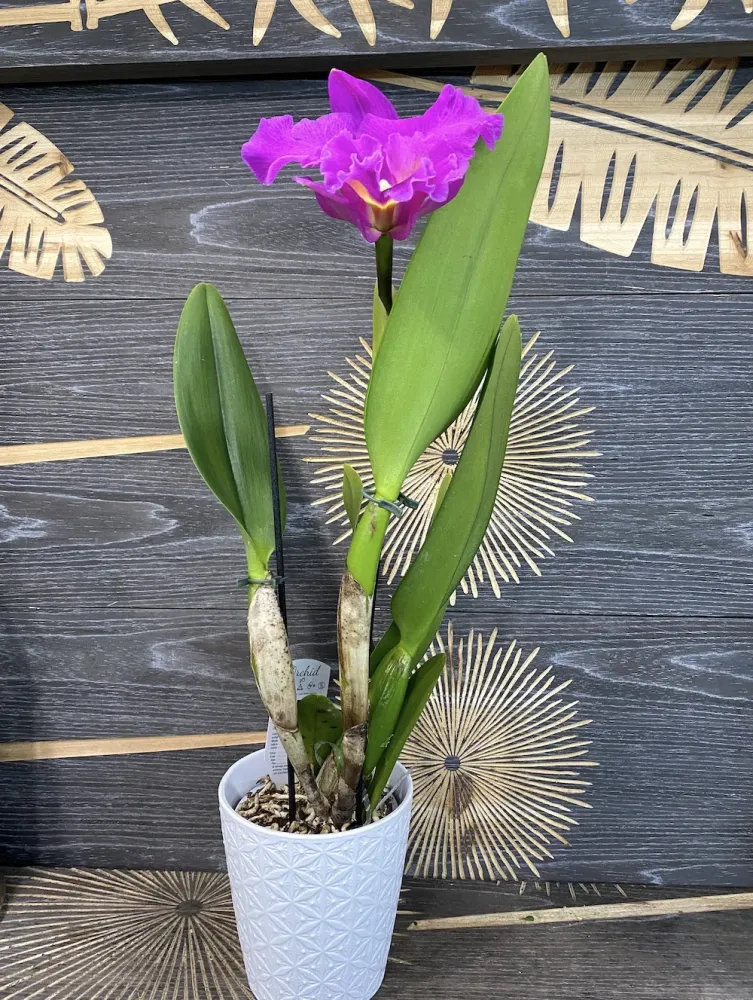 RLC. King Taiwan 'Ta-hsin 1' AM/AOS - parfumata