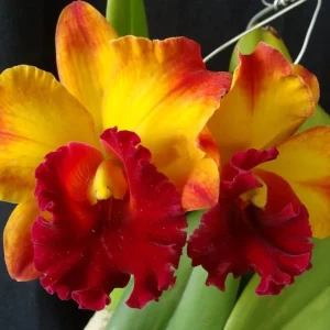 Rlc. Liu's Joyance 'Golden Leopard'