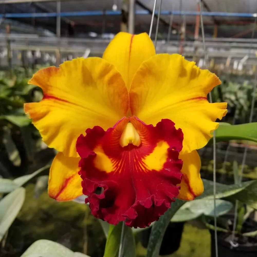 Rlc. Liu's Joyance 'Panther'