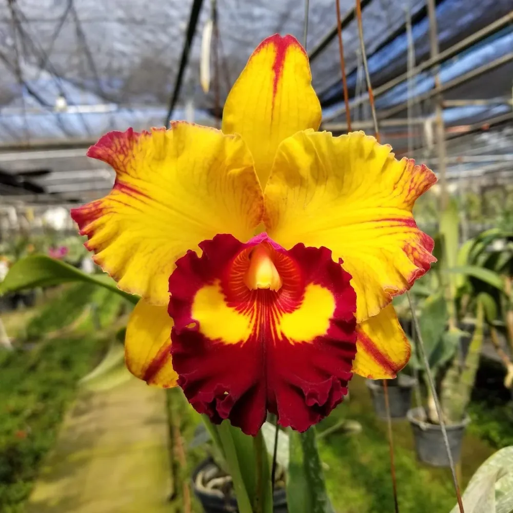 Rlc. Liu's Joyance 'Panther'