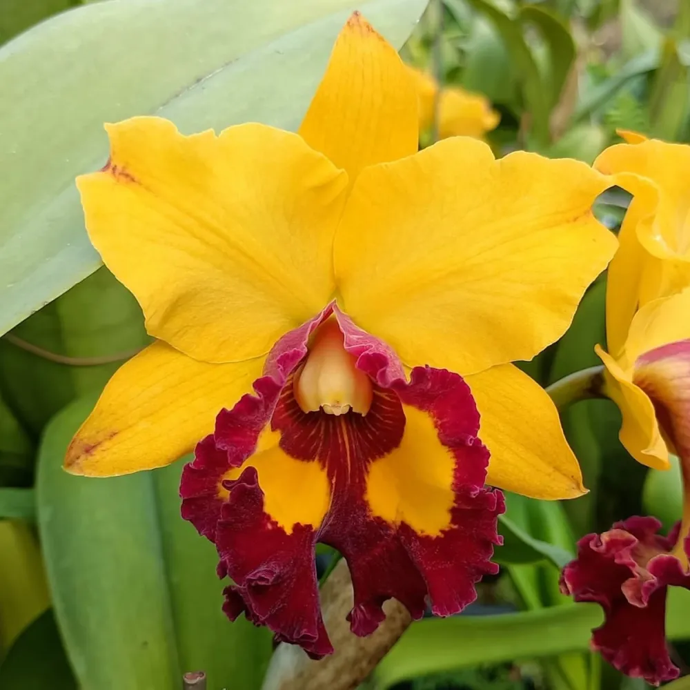 Rlc. Liu's Joyance 'Panther'