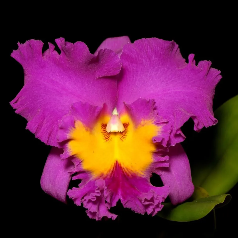 Rlc. Pink Empress parfumata