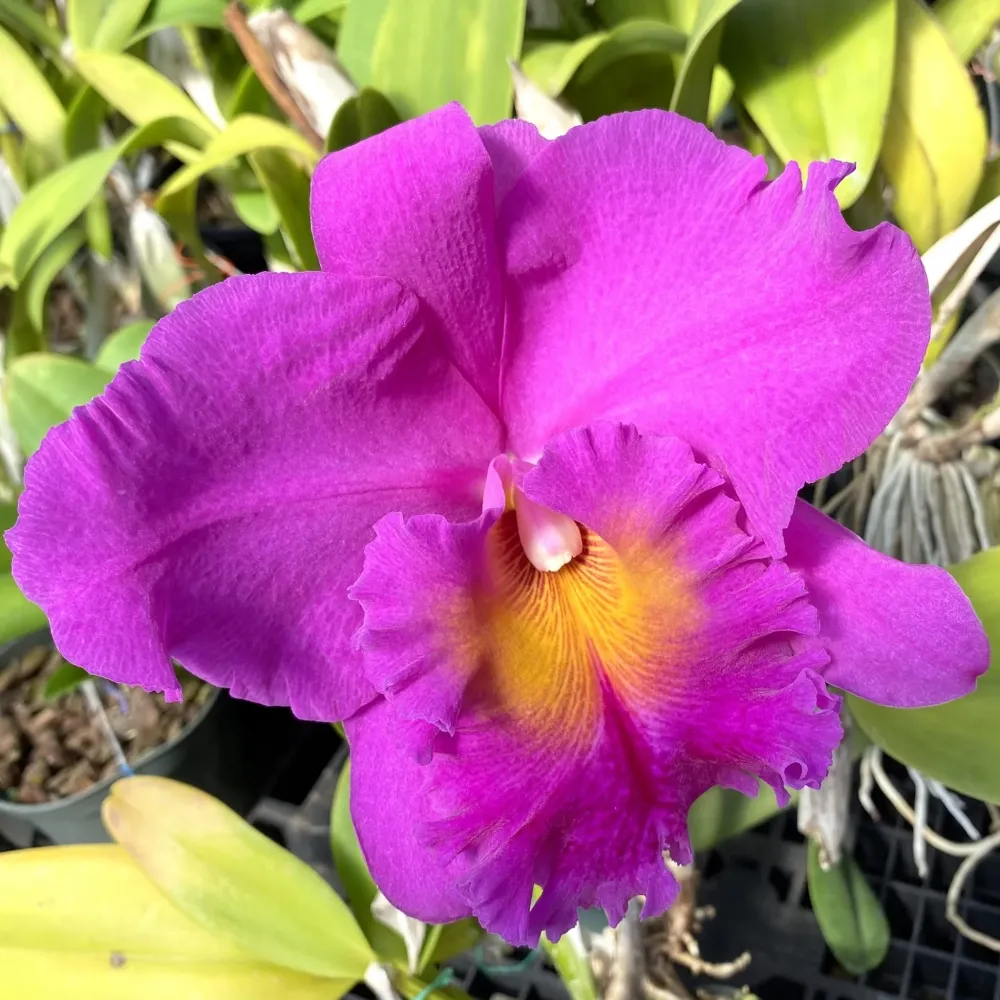 Rlc. Pink Empress parfumata