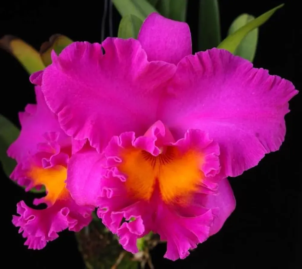 Rlc. Pink Empress parfumata