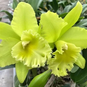 Rlc. Ports Paradise 'Green Ching Hua' AM/AOS *parfumata