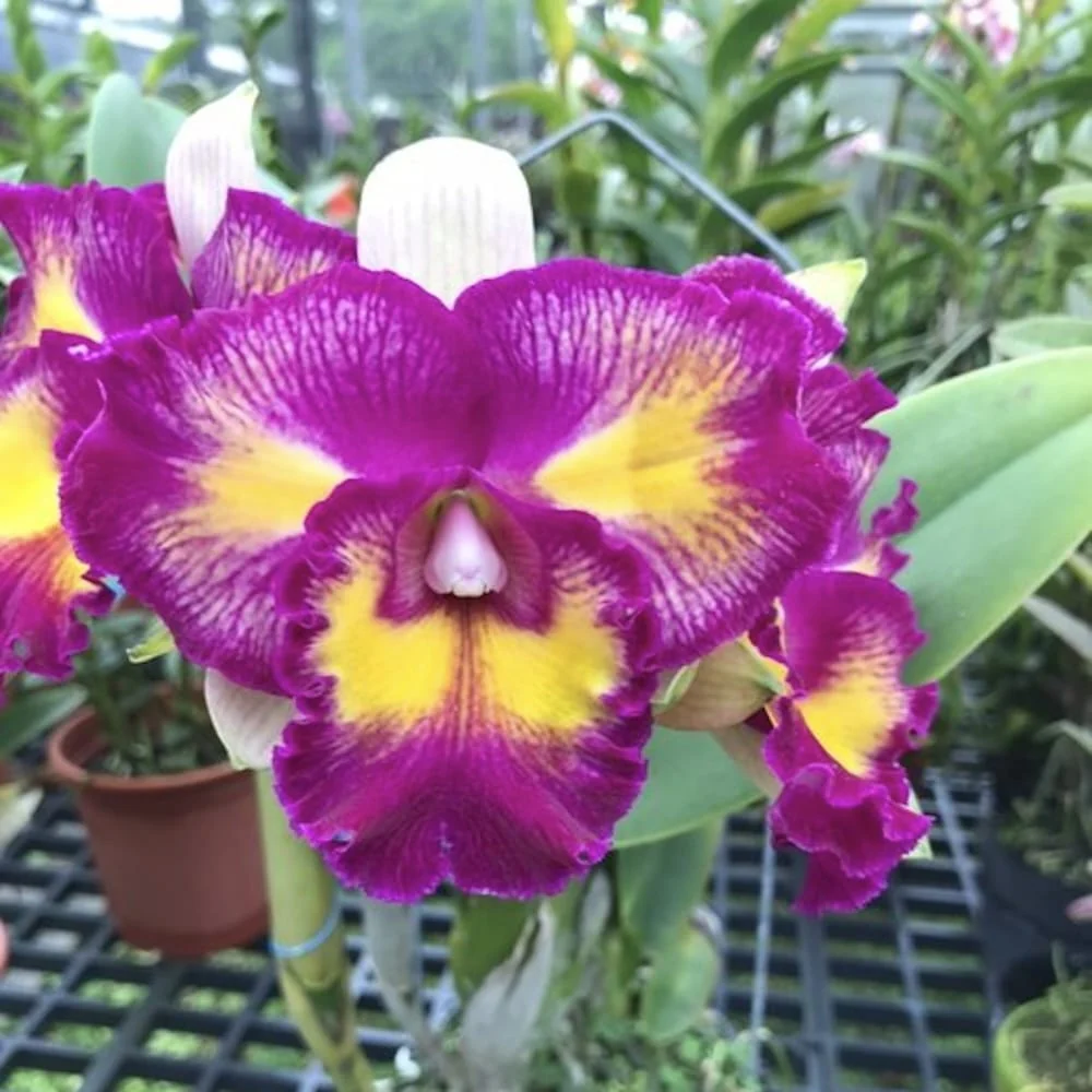 Rlc. Rainbow Orient 'Leo' parfumata