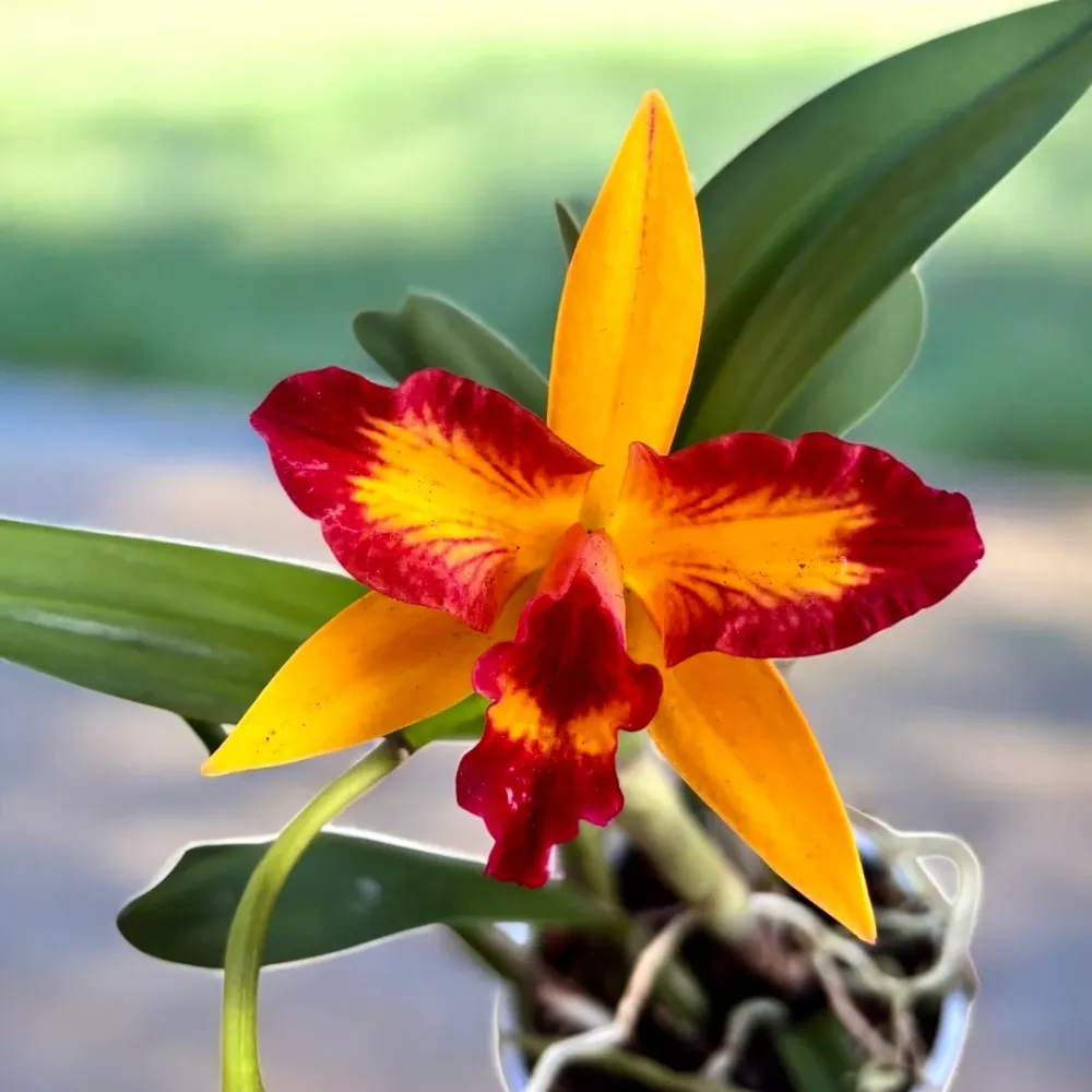 Rlc. Tzeng-Wen Queen - parfumata