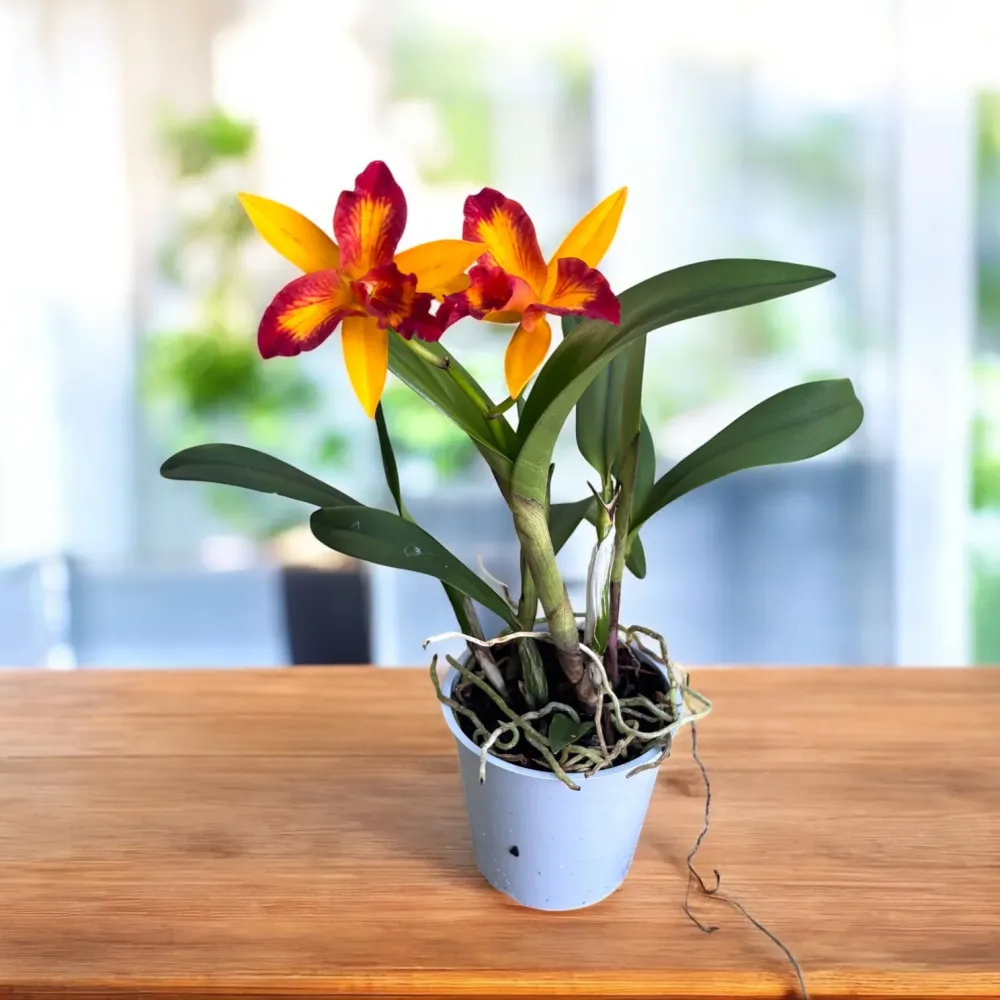 Rlc. Tzeng-Wen Queen - parfumata