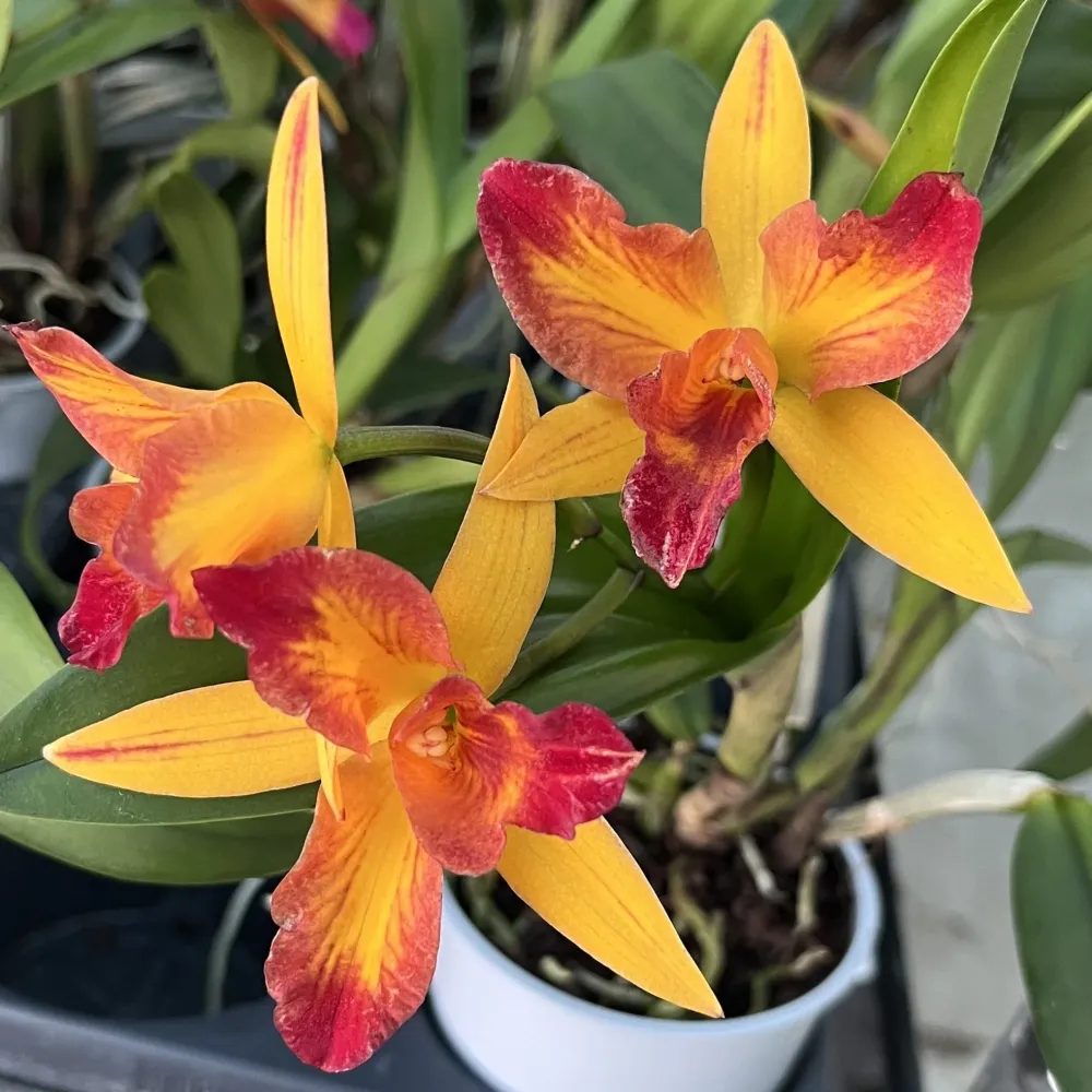 Rlc. Tzeng-Wen Queen - parfumata