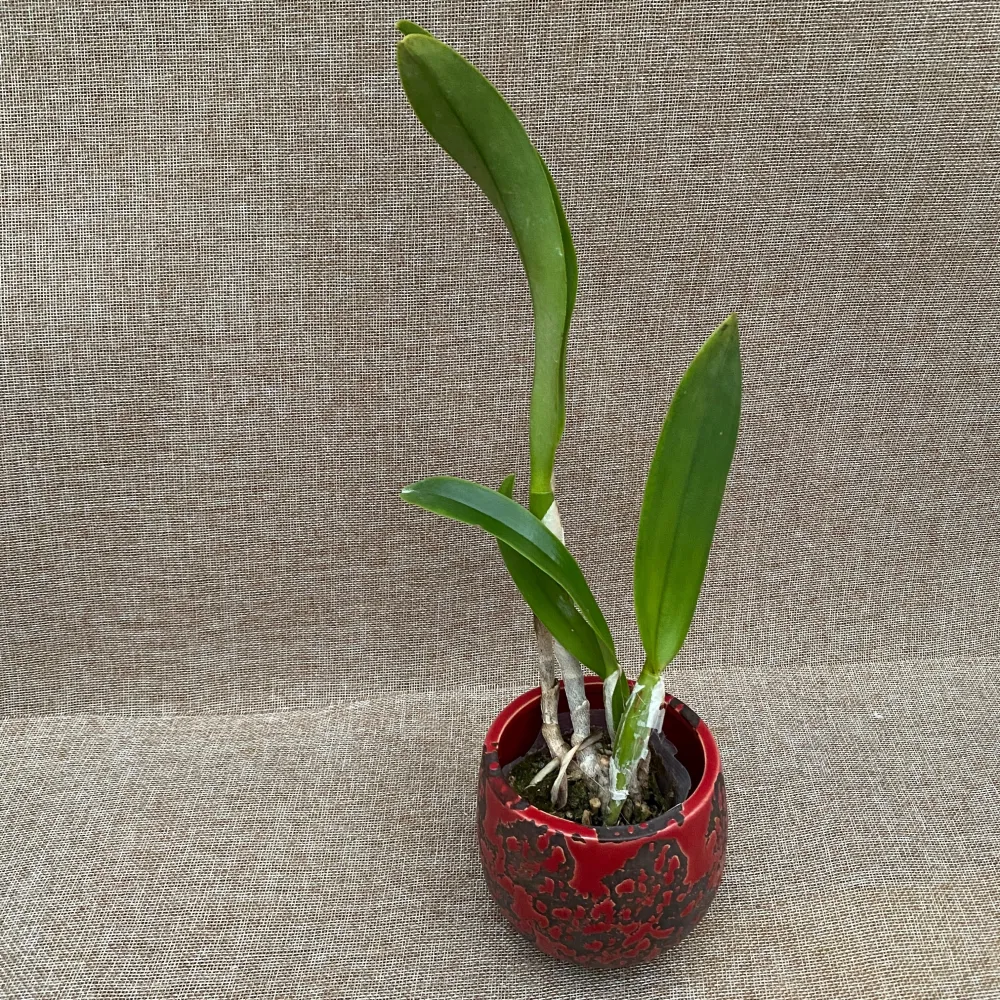 Rlc. Village Chief Triumph