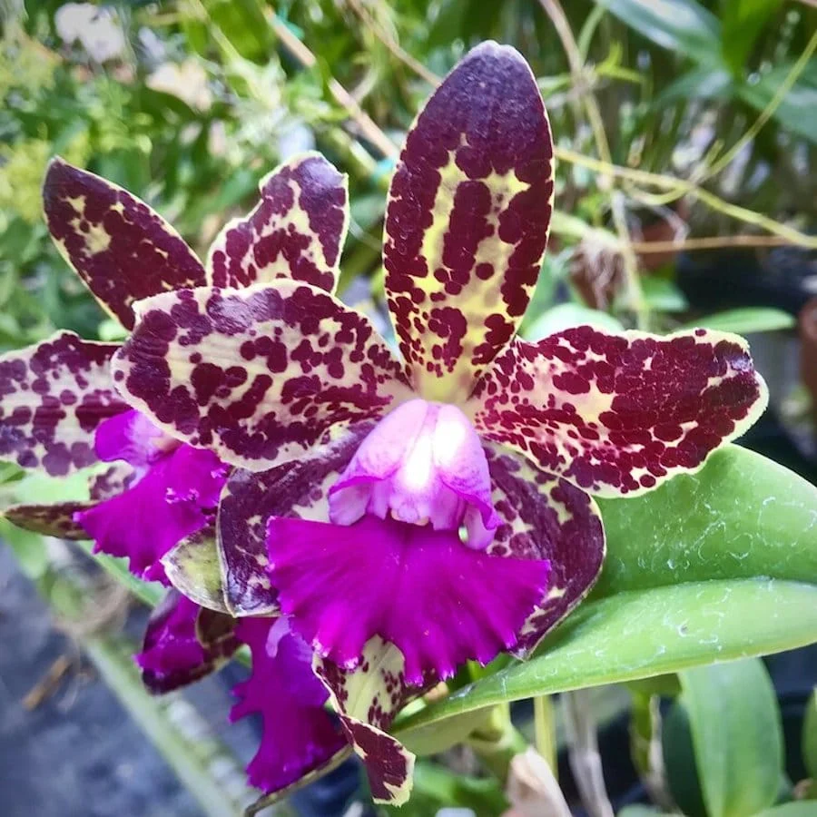 Rlc. Yuan Dung Python 'Gold Medal' *parfumata
